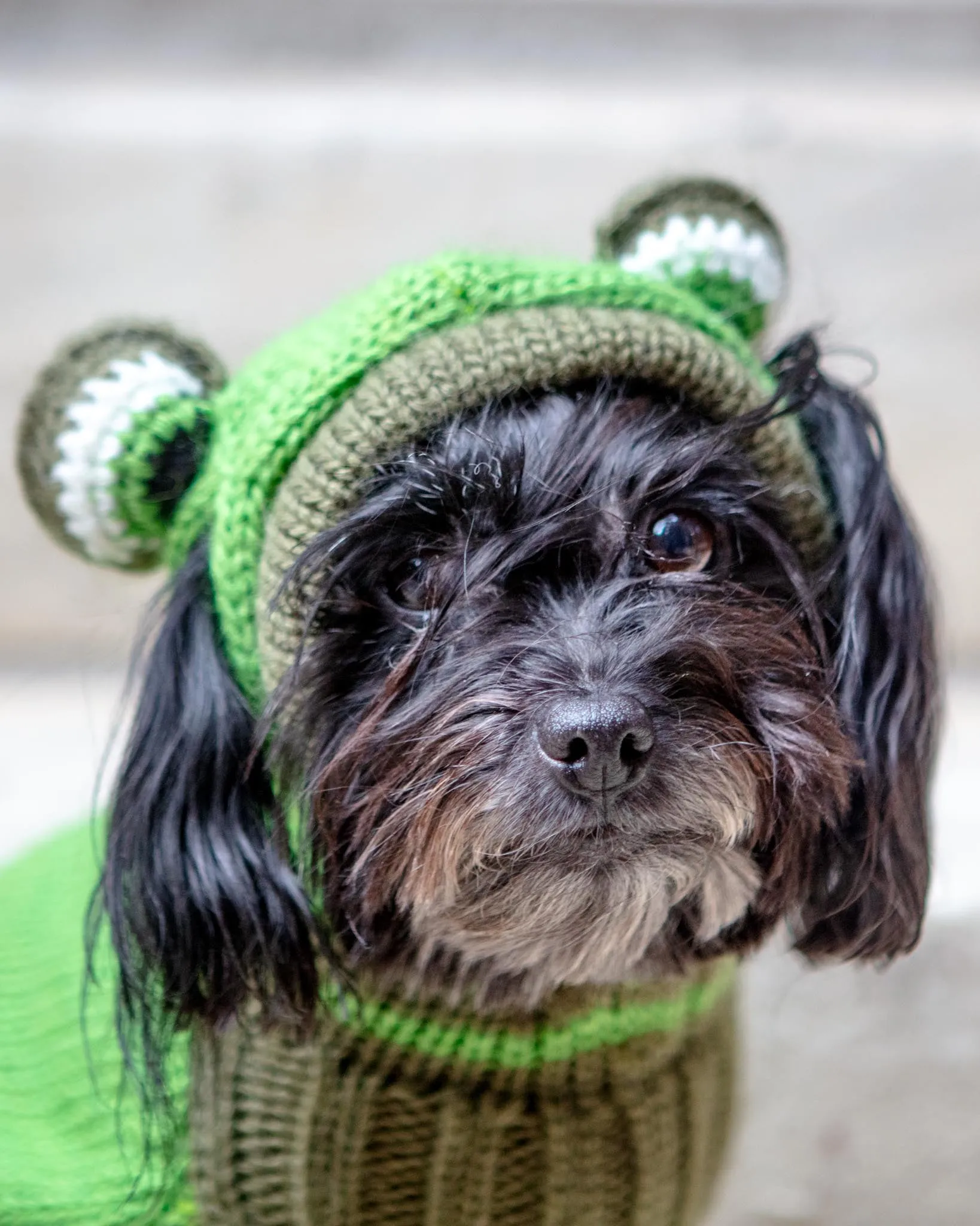 Froggy Doggy Handknit Dog Sweater w/ Hood